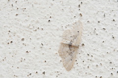 Idaea intermedia