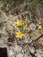Triteleia ixioides ixioides