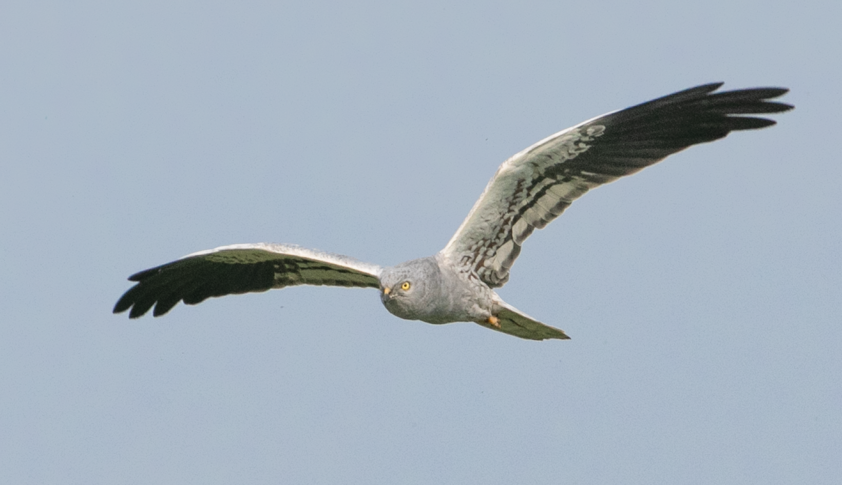 Montagu's Harrier