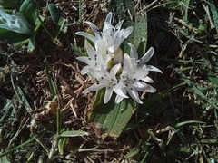 Lachenalia ensifolia