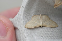 Idaea consanguinaria