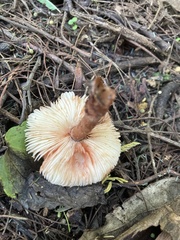 Lepiota haemorrhagica