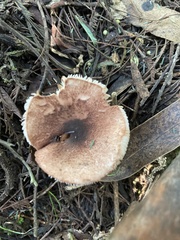Lepiota haemorrhagica