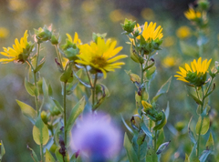 Silphium integrifolium