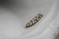 Blastesthia tessulatana