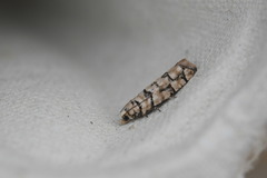 Blastesthia tessulatana