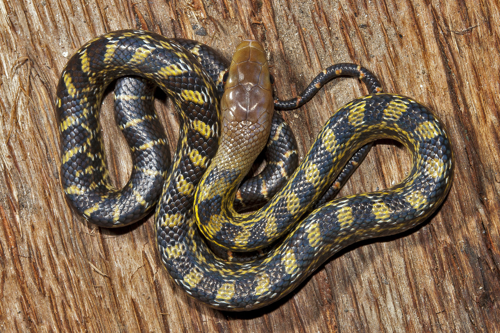 Eastern Trinket Snake