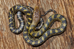 Elaphe cantoris