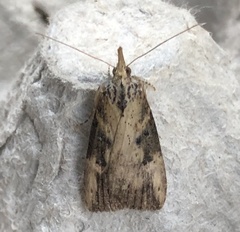 Hypena humuli