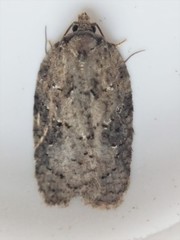 Acleris chalybeana