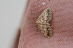 Idaea inclinata