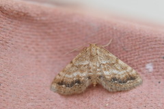 Idaea inclinata