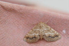 Idaea inclinata