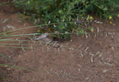Eragrostis fallax