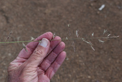 Eragrostis fallax