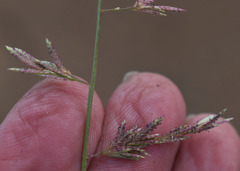 Eragrostis fallax