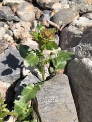 Barbarea vulgaris