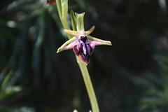 Ophrys mammosa