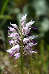 Orchis simia