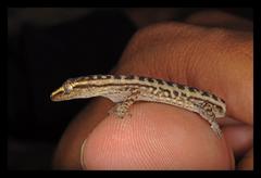 Hemidactylus gracilis