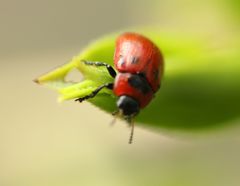 Gonioctena viminalis