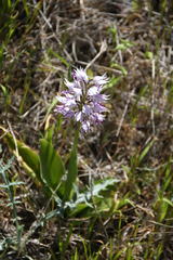 Orchis simia