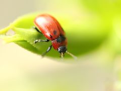 Gonioctena viminalis