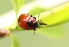 Gonioctena viminalis