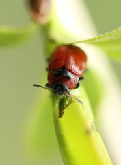 Gonioctena viminalis