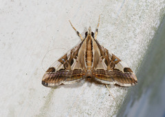 Agrioglypta itysalis