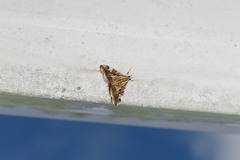 Agrioglypta itysalis