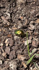 Cetonia aurata
