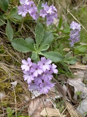 Primula marginata