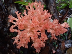 Ramaria botrytoides