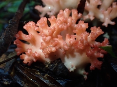 Ramaria botrytoides