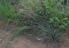Cyperus holoschoenus