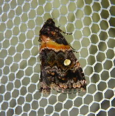 Xanthomera leucoglene