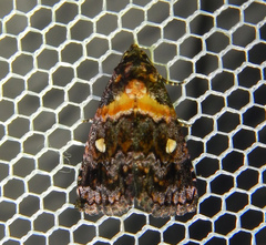 Xanthomera leucoglene