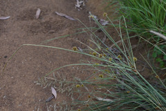 Cyperus holoschoenus