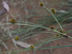 Cyperus holoschoenus