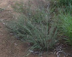 Cyperus holoschoenus