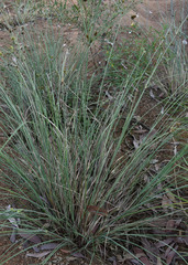 Cyperus holoschoenus