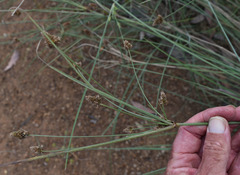 Cyperus holoschoenus