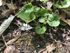 Viola selkirkii