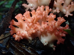 Ramaria botrytoides