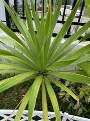 Pandanus amaryllifolius