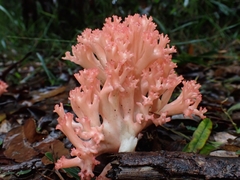 Ramaria botrytoides