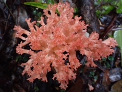 Ramaria botrytoides