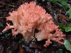 Ramaria botrytoides