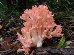 Ramaria botrytoides